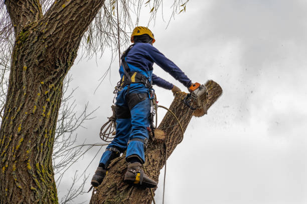 Tree Branch Trimming in Heflin, AL